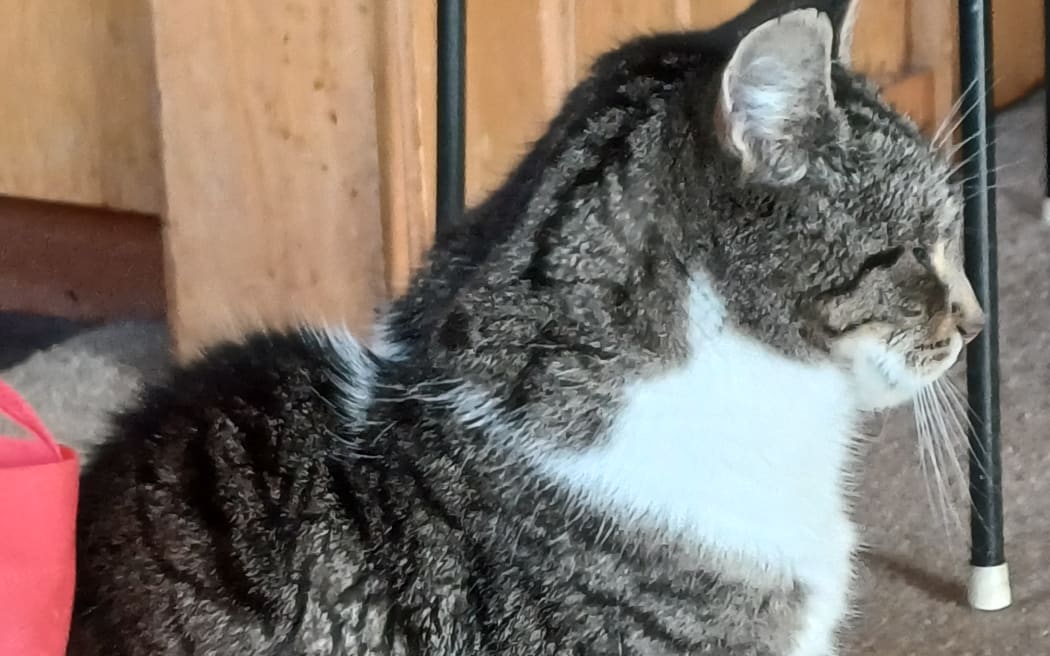 Bryan Crump's tabby George.