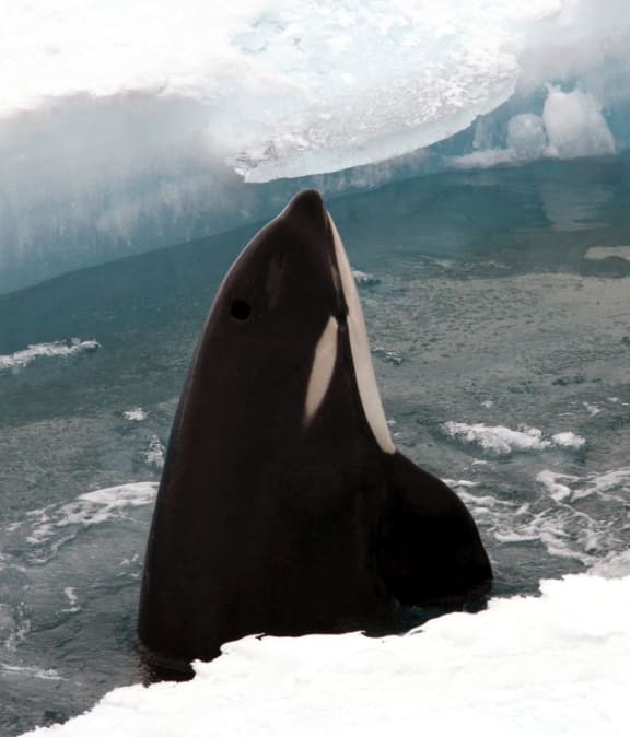 A curious orca spy-hopping out of a lead that has opened up in the sea ice in the Ross Sea.