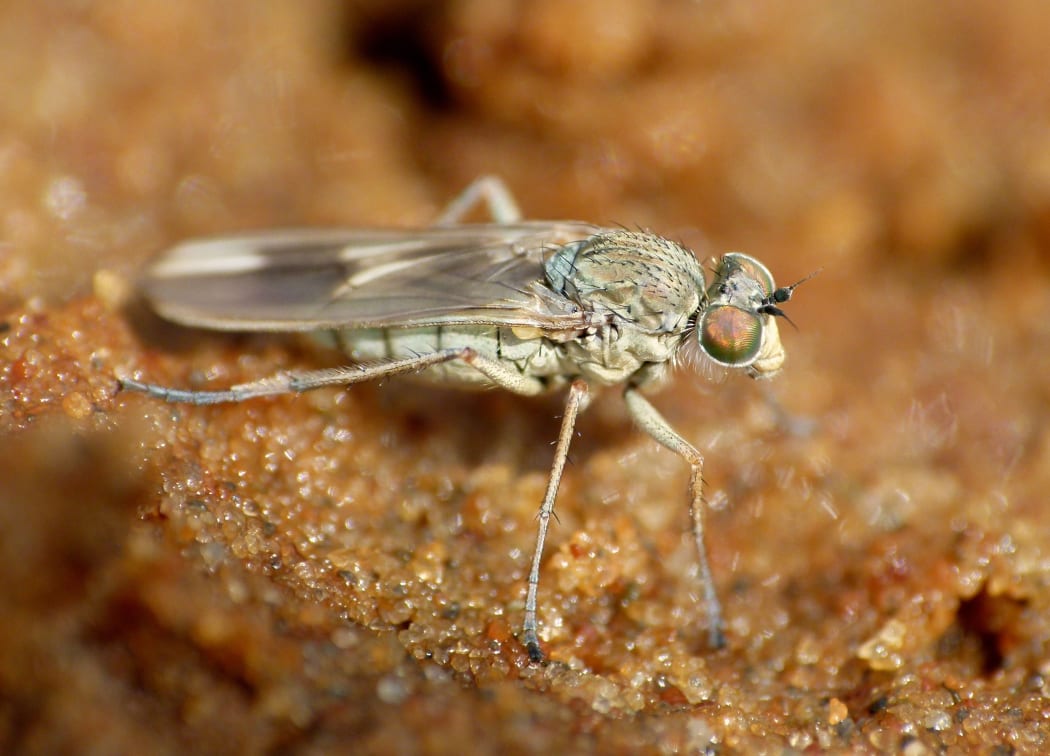 A new fly species, now named Scorpiurus aramoana, was found late last year by an Otago of University professor.