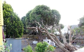 The fallen tree at Discoveries Educare