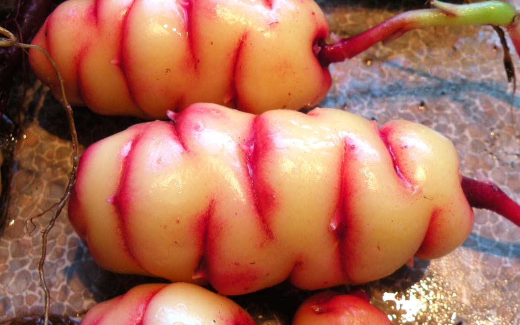 Close-up of an 'apricot' NZ yam, freshly dug up