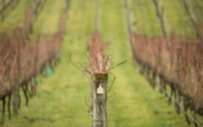 vineyard