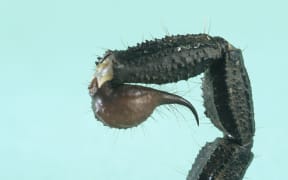 Biosecurity inspectors have found a live scorpion inside camping gear at Auckland Airport.