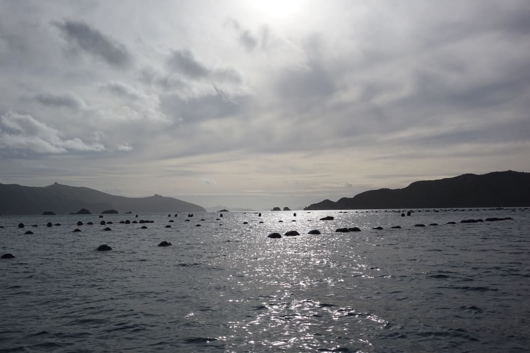 A Marlborough Sounds marine farm.