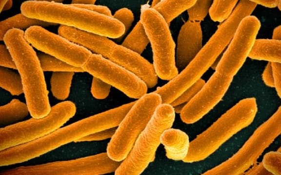 E. coli bacteria
