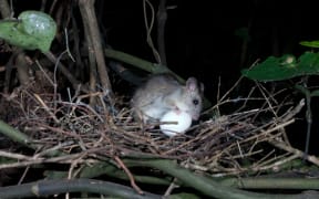 rat