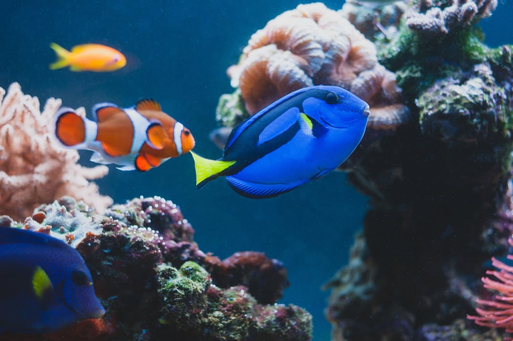 Aquarium Fish blue surgeonfish paracanthurus hepatus or blue tang, regal tang, palette surgeonfish.