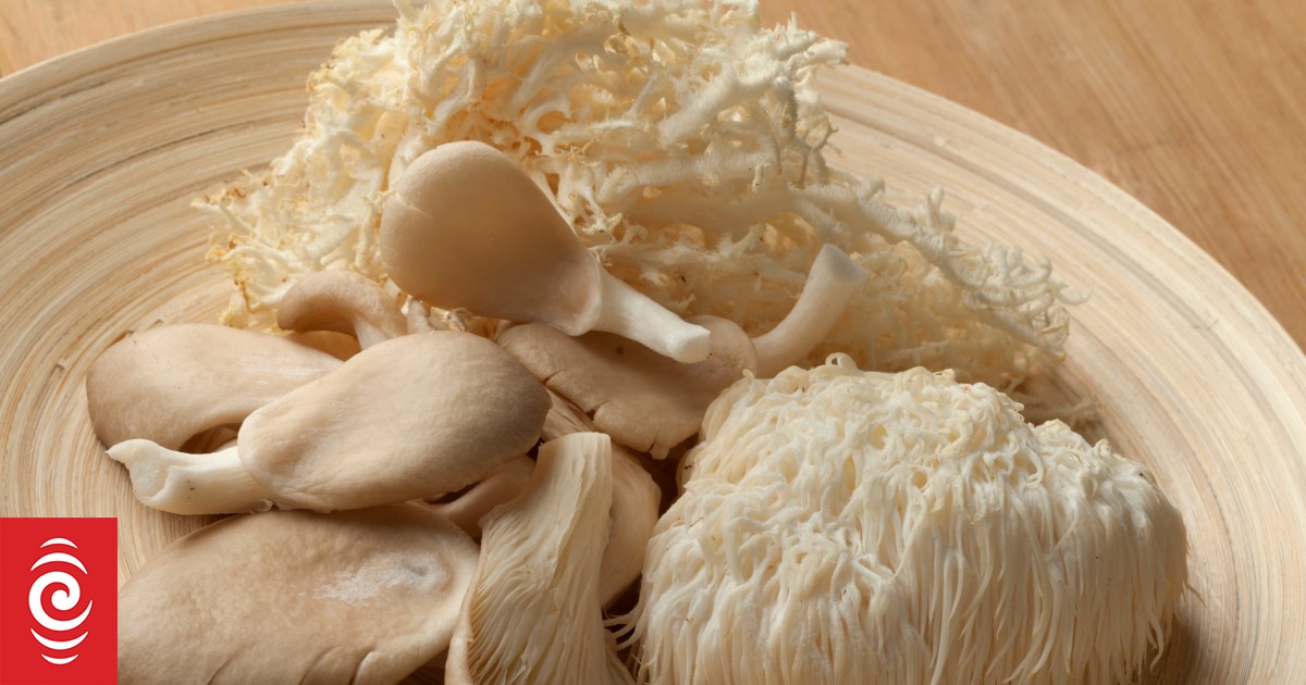 Functional Fungi: Mushroom marvel or Money pit? - Vimarsana News