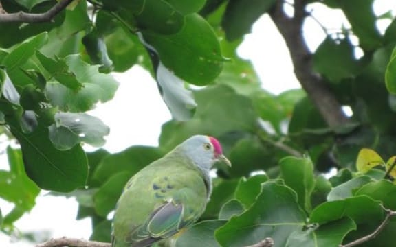 On Saipan, the Eurasian Tree Sparrow dominated the count, while Rota saw the Red-footed Booby as the most observed species.
