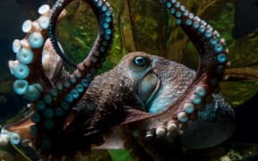 Inky the Octopus