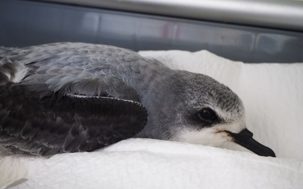 A close up of a grey and white seabird on a paper towel in a plastic box.