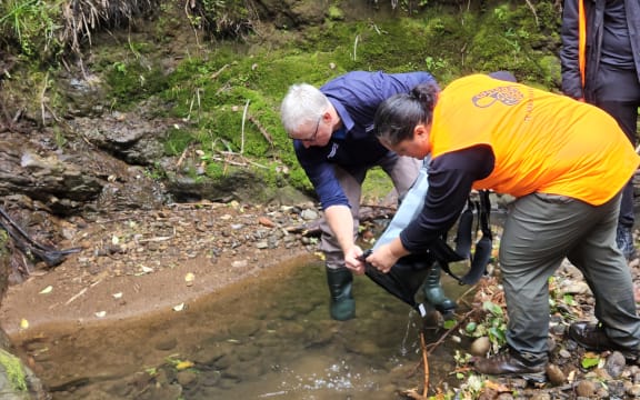 Releasing of shortjaw kōkopu into the Castle Stream in the Huia catchment. About 1000 kōkopu were released at 5 sites in the catchment area.