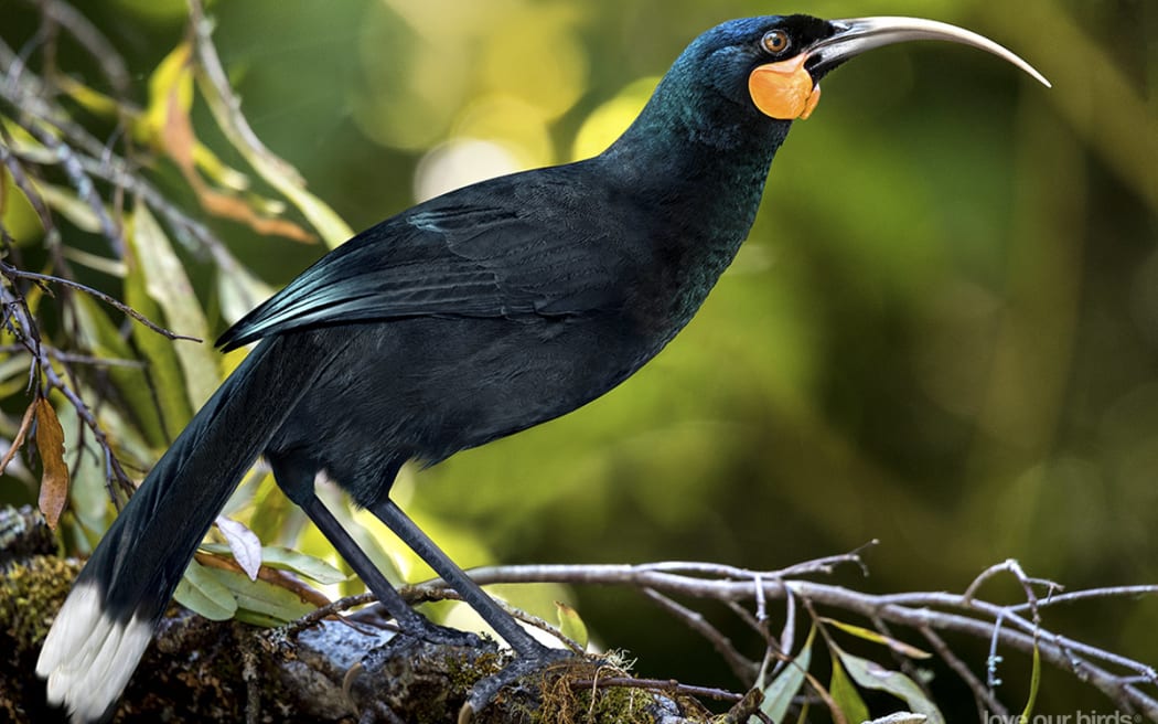 Artists' impression of a female huia