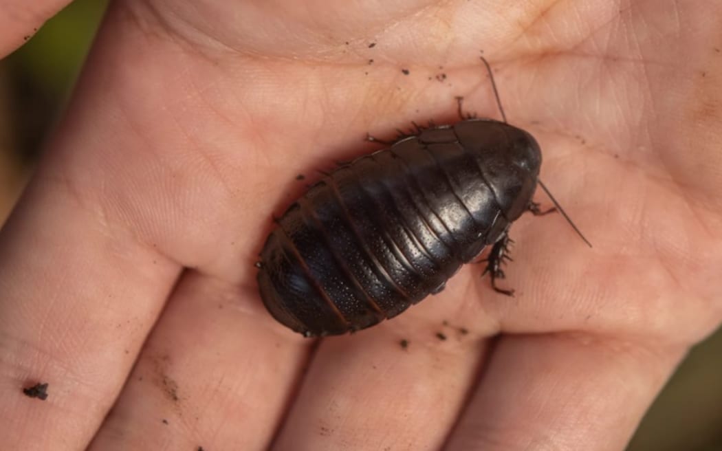 The Lord Howe Island wood-feeding cockroach, Panesthia lata.
