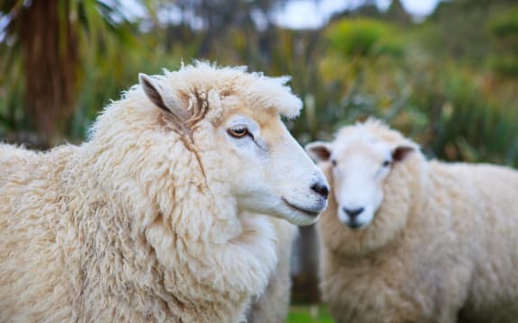 New Zealand merino sheep in rural livestock farm.