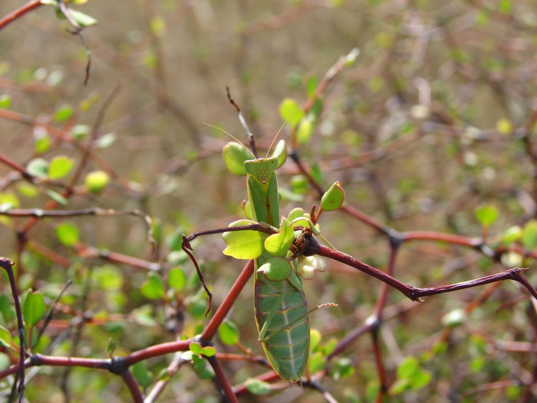 Praying Mantis are found in the shrub.
