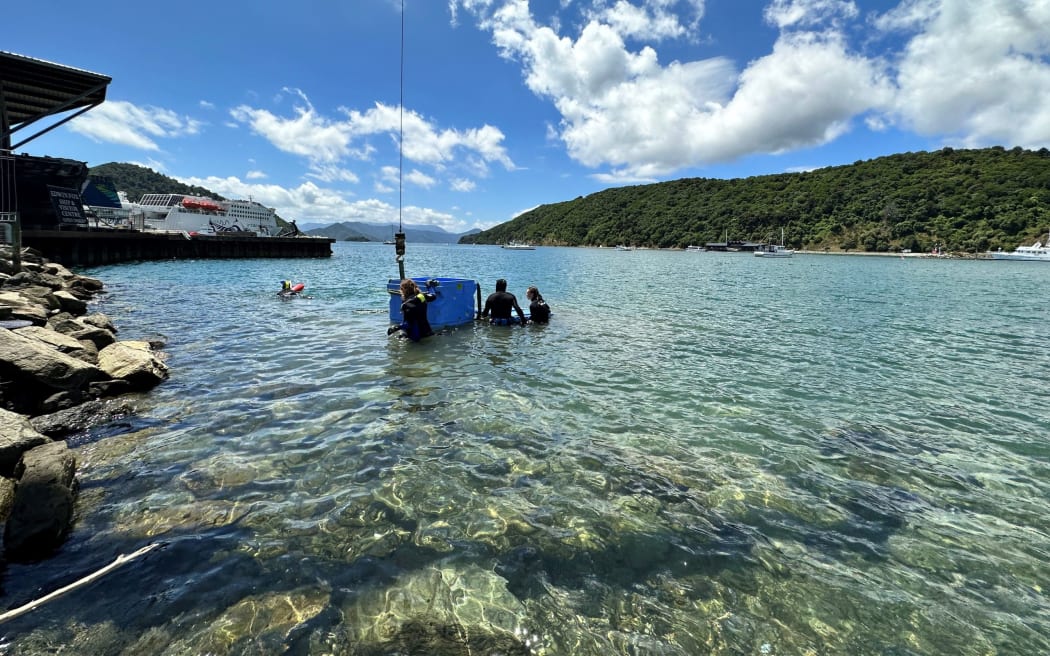 A stingray kept at EcoWorld Aquarium, which closed following a High Court ruling, is relocated into the Picton harbour.