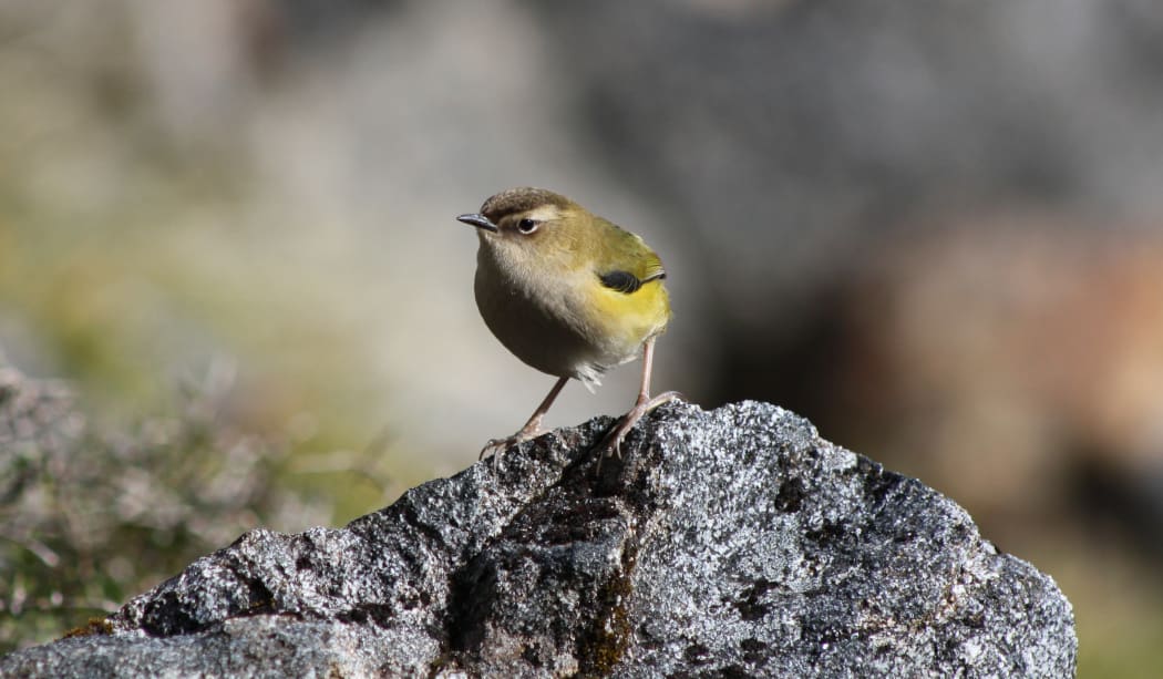 Rock wrens have long legs and very large feet. Their only living relatives are the diminutive rifleman.