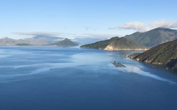 King Salmon's Waitata farm in Pelorus Sound.