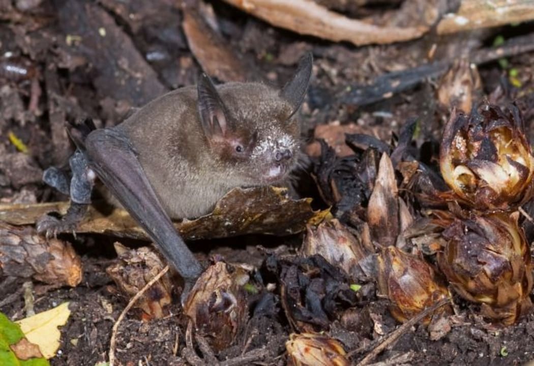 A short-tailed bat enjoying nectar-rich Dactylanthus flowers. Dactylanthus is the only chiropterophilous geoflorous plant in New Zealand. In plain English that's a bat-pollinated ground-flowering plant.