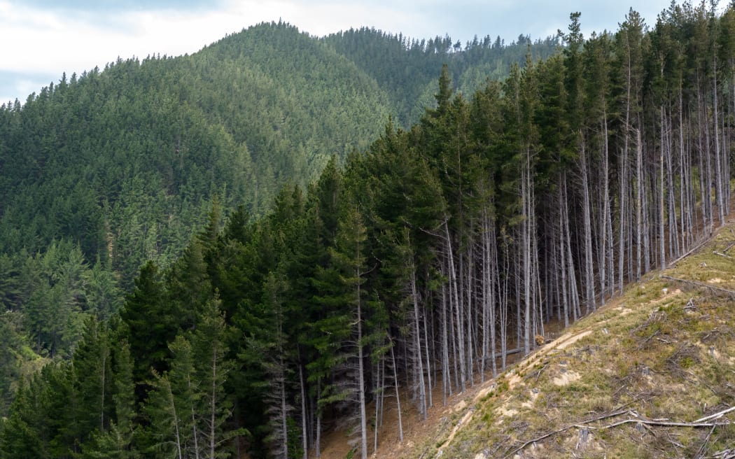 Forestry section in Port Underwood, South Island, New Zealand
