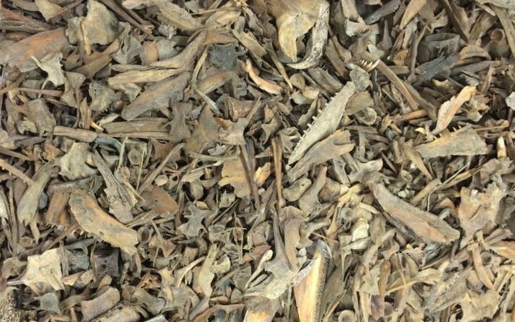 Unidentifiable bone fragments from Wairau Bar