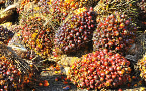 The MV Molat is carrying 23,000 tonnes of palm kernel