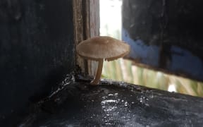 A mushroom grows on the bathroom window of a rental property in Aro Valley, Wellington.
