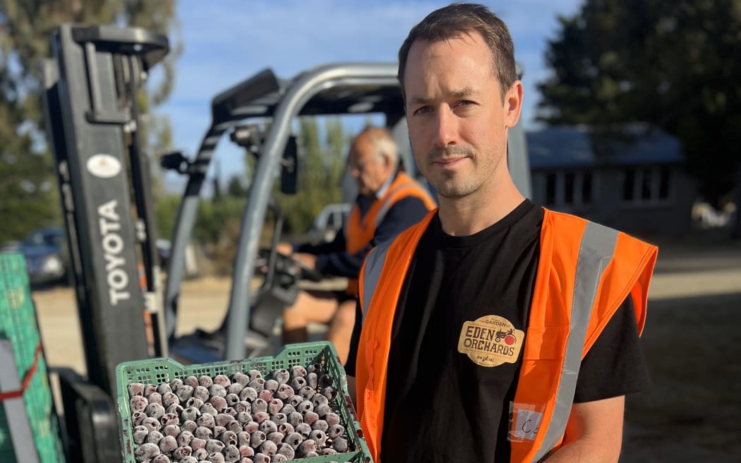Eden Orchards worker with frozen cherries