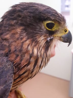 The injured kārearea, or New Zealand falcon, later died of its injury.