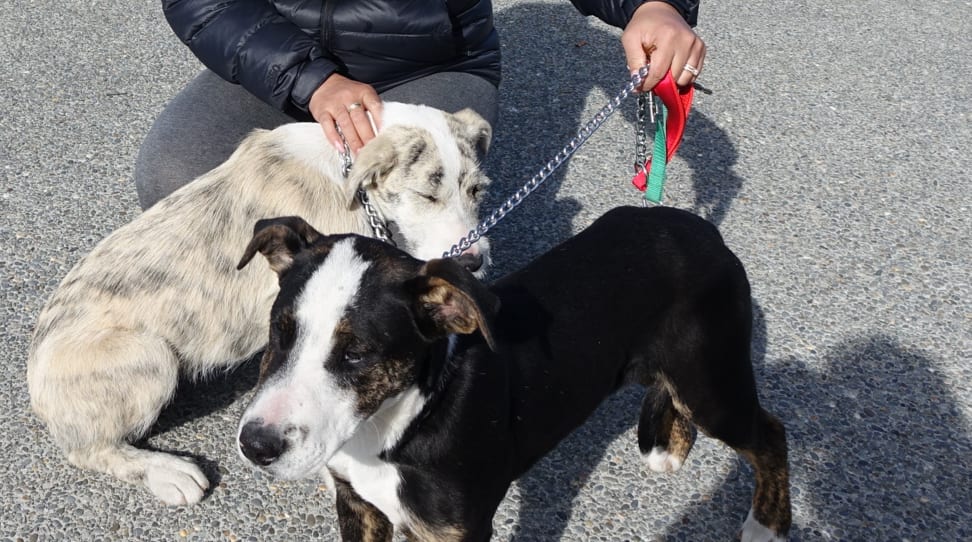 Victoria Salmon and her dogs Blackie and Pepper.