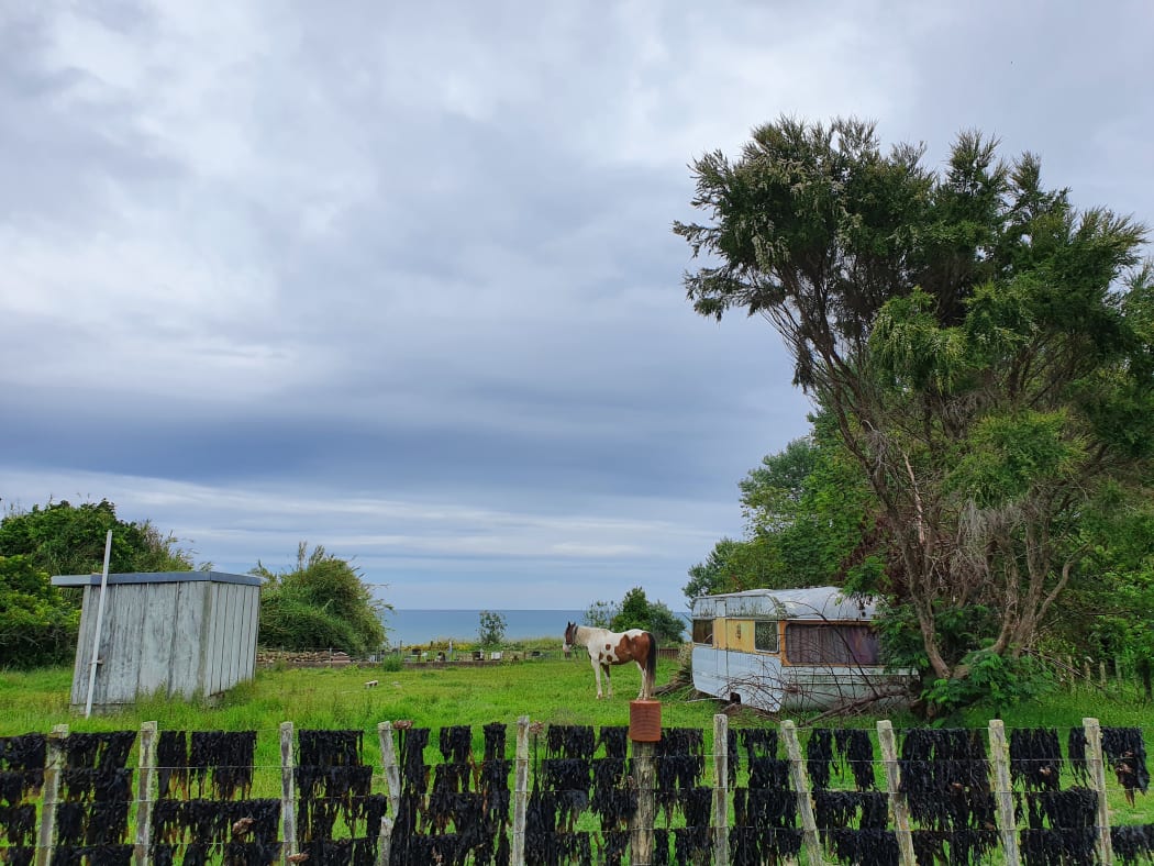 Seaweed drying on a paddock fence in Tairāwhiti