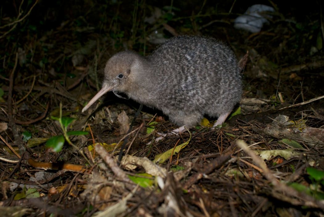 A little spotted kiwi (photo provided by Wellington's Zealandia)
