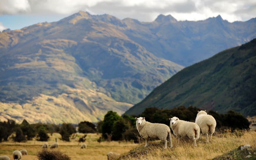 Sheep in New Zealand.