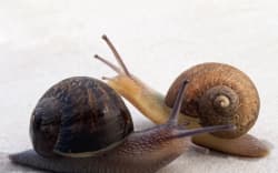 Ned was unearthed in a Wairarapa garden earlier this month and was found to be something quite special - a left handed snail.