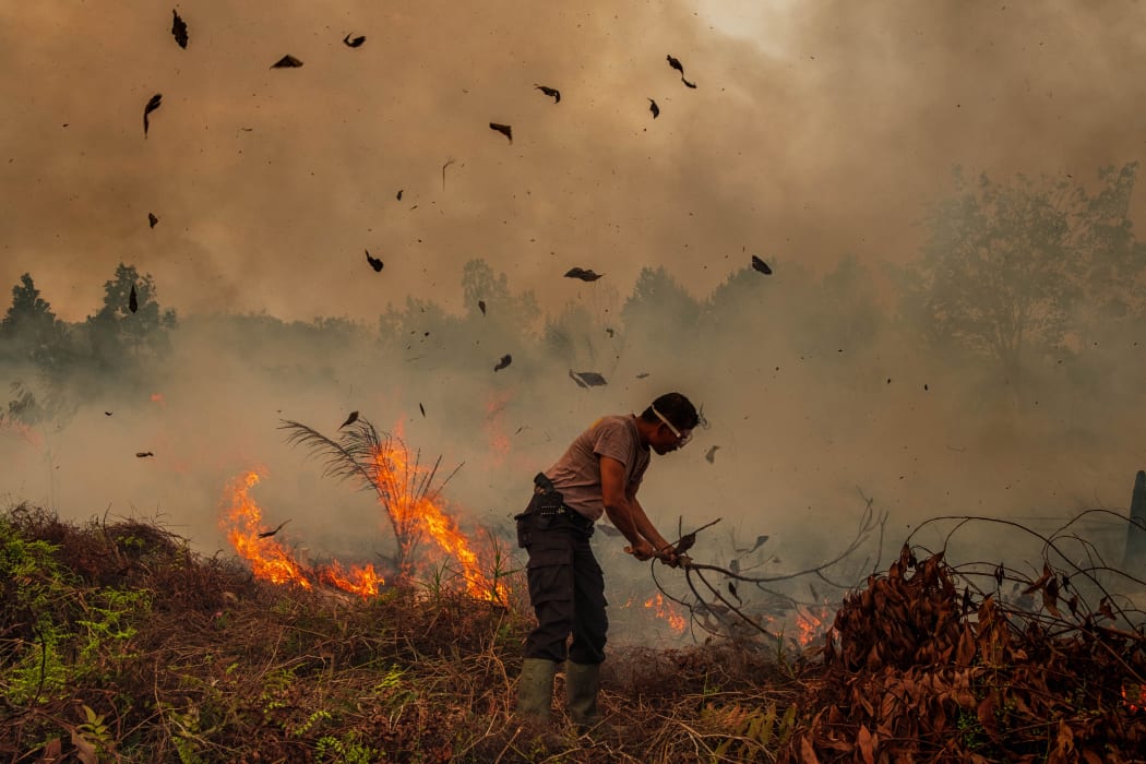 During Indonesia's annual dry season, hundreds of fires are often illegally ignited to clear forests in the islands of Sumatra and Kalimantan, where large forest concessions are used by pulp and paper and palm oil companies.
