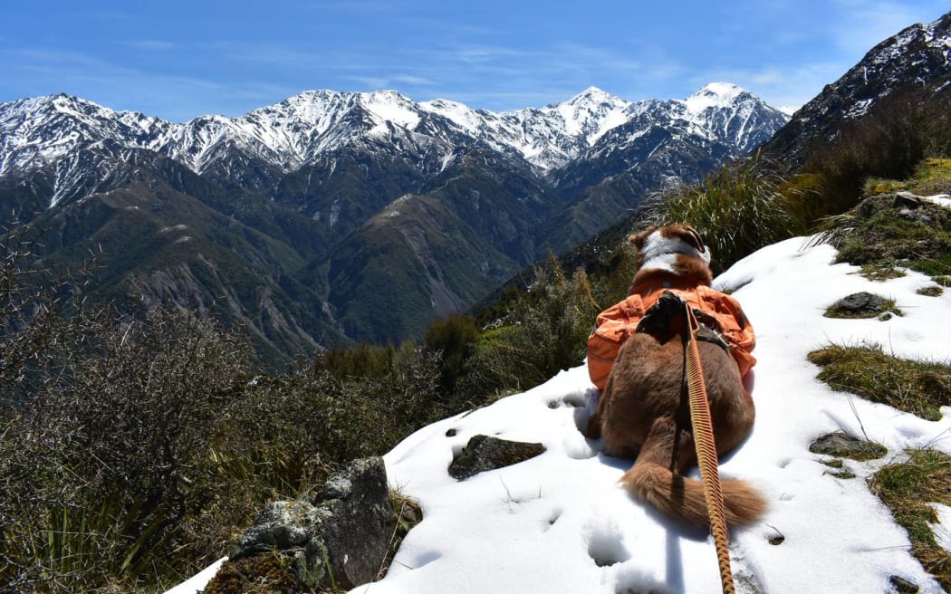 On the summit of Mt Fyffe with the Kaikōura ranges in the background.