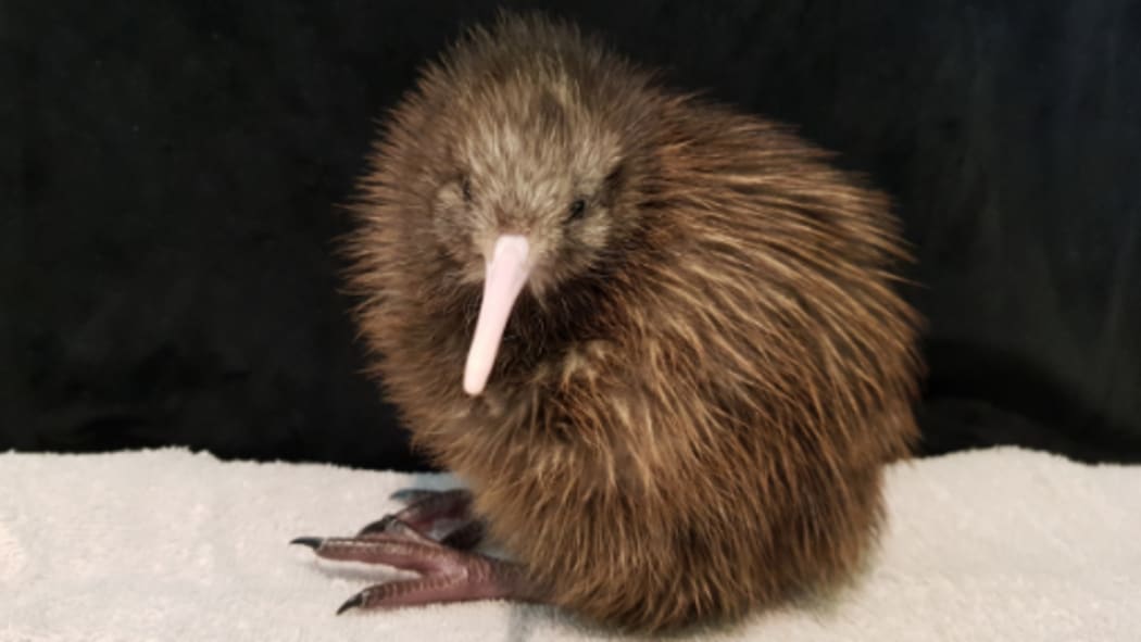 Whakaora, the 200th kiwi chick hatched at The Kiwi Burrow north of Taupo, which opened in 2019.