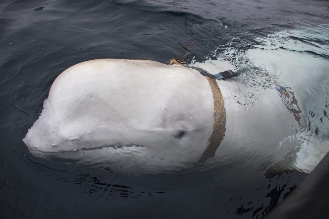 A beluga whale seen as it swims next to a fishing boat before Norwegian fishermen removed the tight harness, swimming off the northern Norwegian coast.