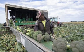 Broccoli being harvested at the Canterbury vegetable growers Oakley's