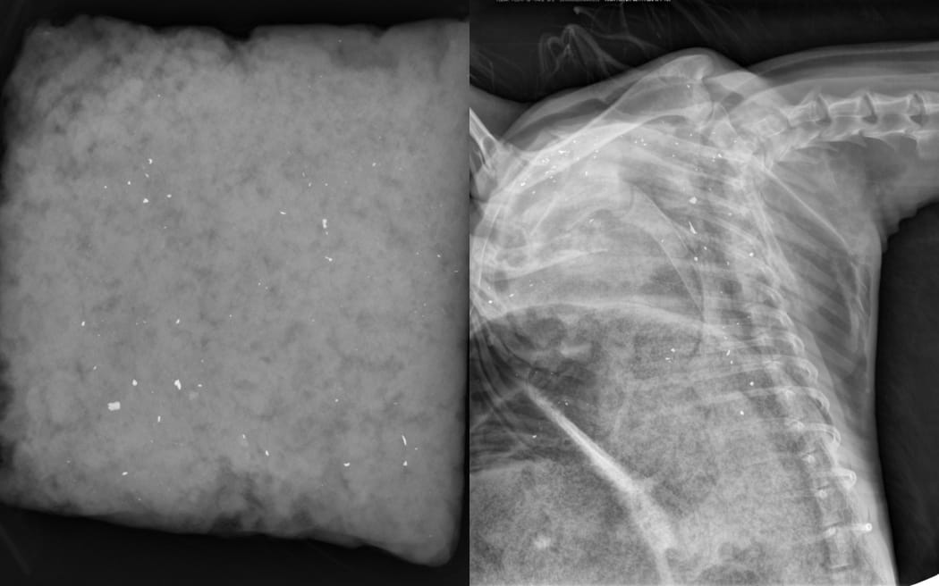 A collage of two x-ray images. On the left, an x-ray of a non-descript grey material flecked with bright white fragments. On the right, an x-ray of a goat showing its skeletal structure and bright white fragments scattered throughout its carcass.
