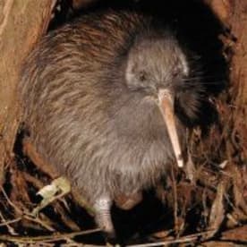 Photo for Kiwi - (North Island brown)