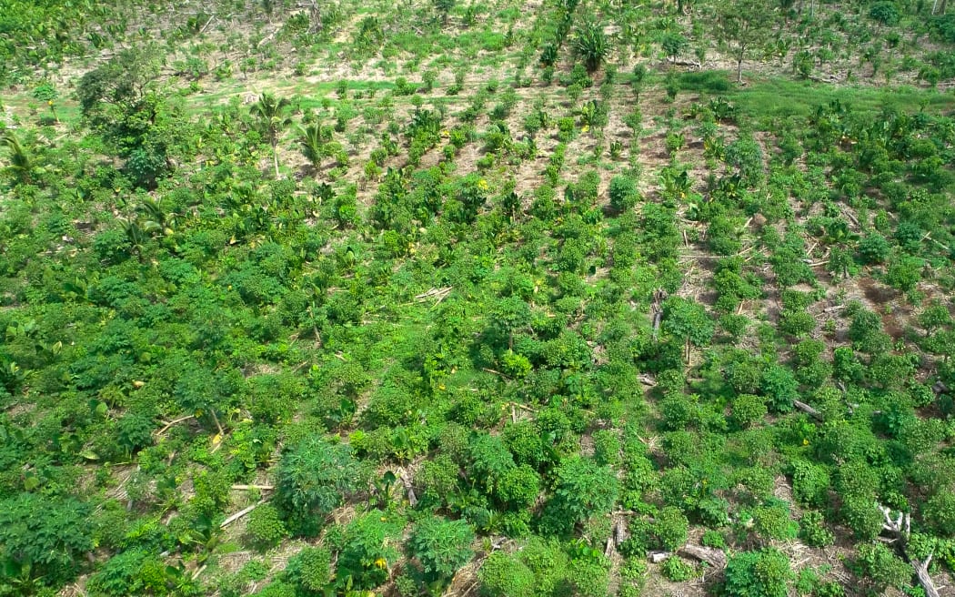Heilala Vanilla plantation from above