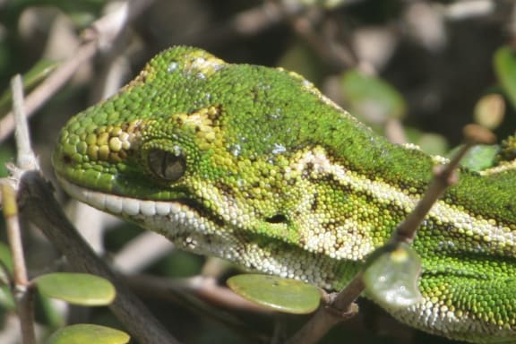 Jewelled gecko (moko kākāriki)