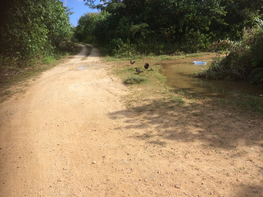 The mallard duck arrived on the island around July 2018