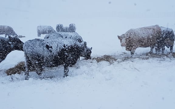 Cattle in snow near Waiouru.