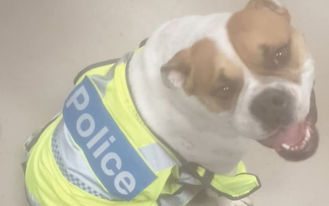 Hank is known to "steal" his owner's police uniform vests from time to time. (Supplied)
