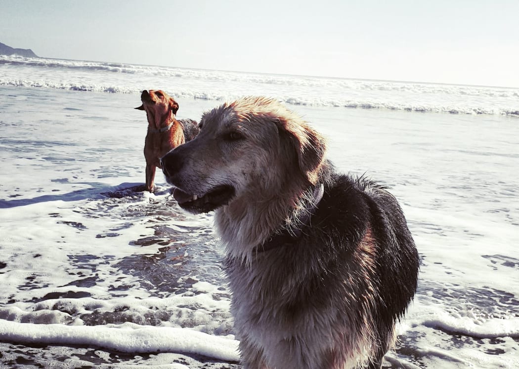 Joe Porter's dogs Tess and Jake at Peka Peka beach.
