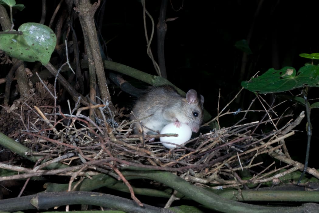Ship rat with a large egg in a kereru nest