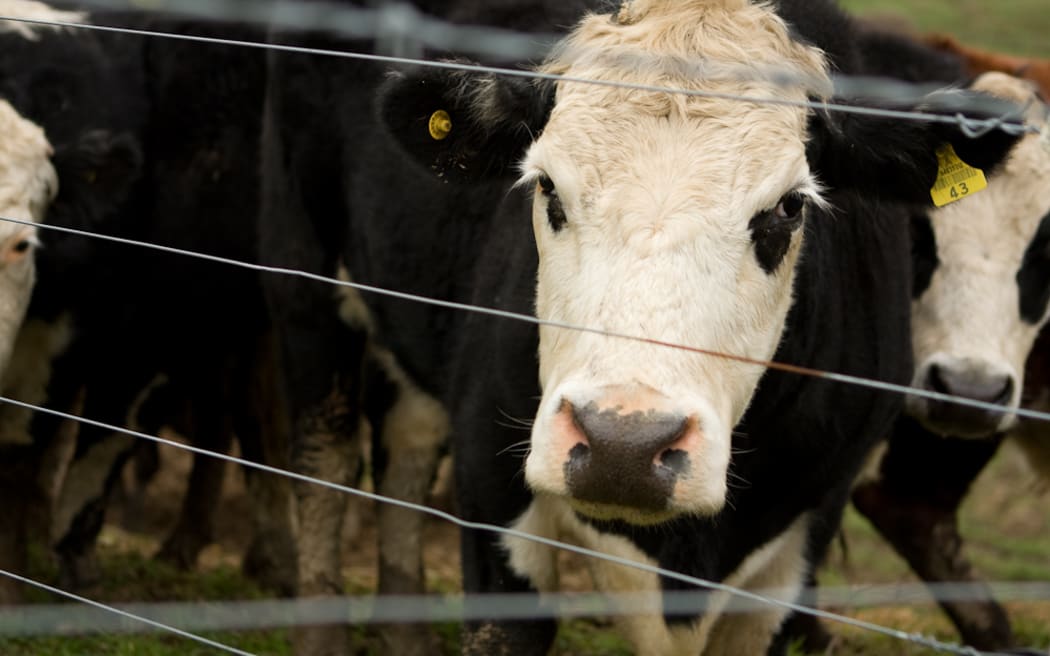 Cows in a paddock. Agriculture accounts for a third of New Zealand's carbon emissions.